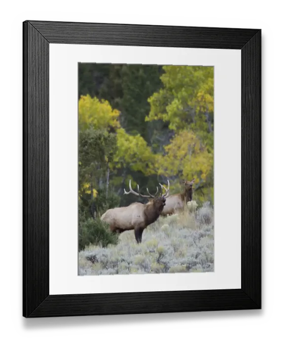 Framed Print : Rocky Mountain bull elk bugling Framed Print : Rocky Mountain bull elk bugling