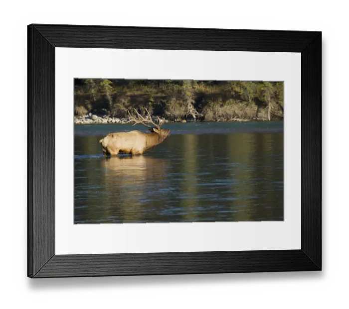 Framed Print : Rocky Mountain bull elk bugling Framed Print : Rocky Mountain bull elk bugling
