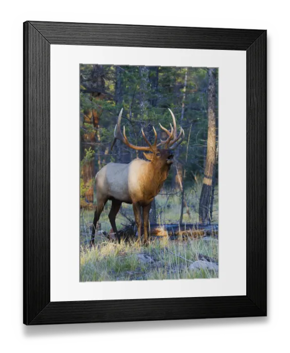 Framed Print : Rocky Mountain bull elk bugling Framed Print : Rocky Mountain bull elk bugling