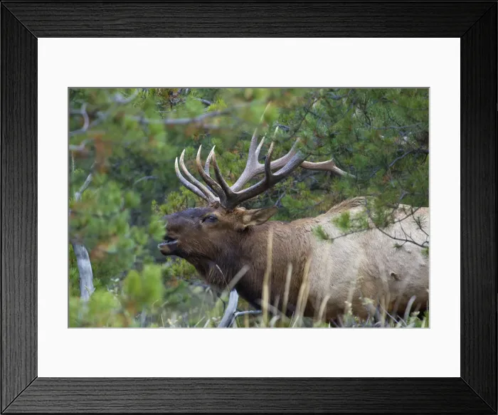 Framed Print : Rocky Mountain bull elk Framed Print : Rocky Mountain bull elk