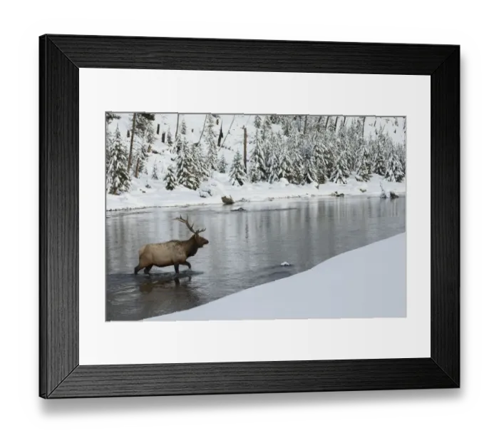 Framed Print : Bull elk crossing river