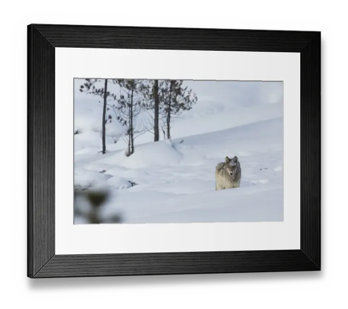 Framed Print : Gray wolf