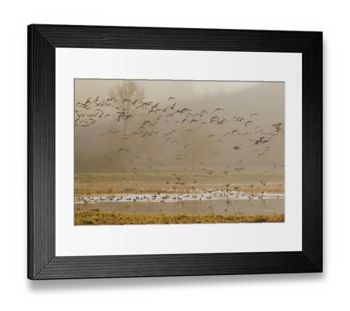 Framed Print : Wetlands at sunrise Framed Print : Wetlands at sunrise