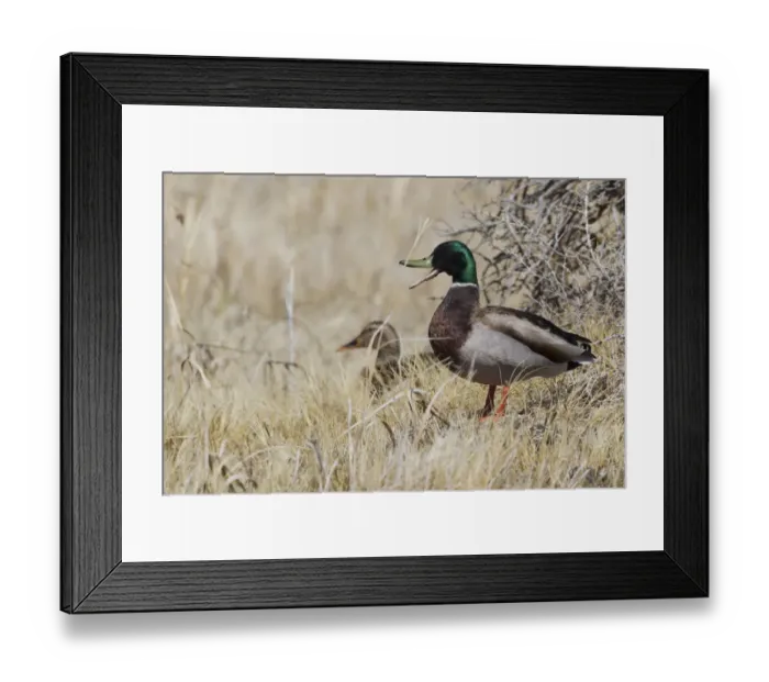 Framed Print : Mallard pair brushy habitat Framed Print : Mallard pair brushy habitat