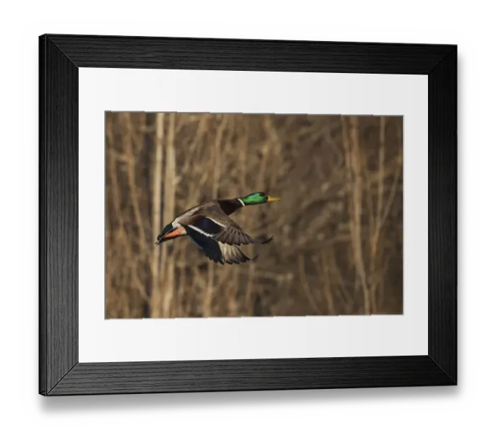 Framed Print : Mallard drake flying Framed Print : Mallard drake flying
