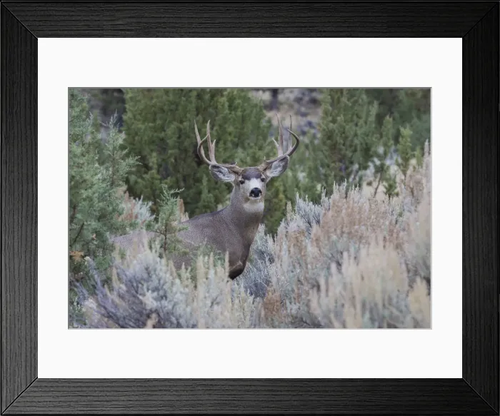 Framed Print : Mule deer buck Framed Print : Mule deer buck