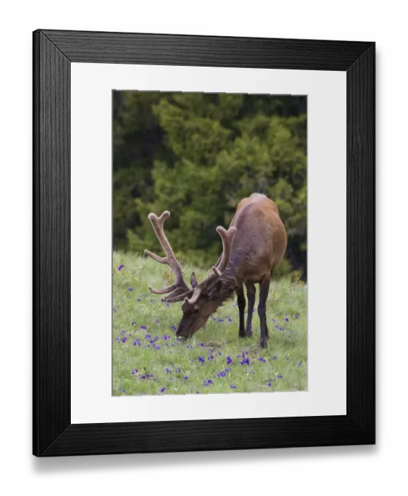 Framed Print : Rocky Mountain bull elk early summer foraging among forest monkshood Framed Print : Rocky Mountain bull elk early summer foraging among forest monkshood