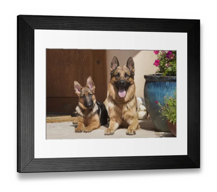 Framed Print : German Shepherd adult and puppy (PR) Framed Print : German Shepherd adult and puppy (PR)