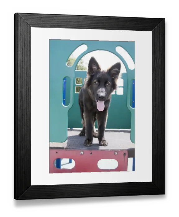 Framed Print : German Shepherd puppy (PR) Framed Print : German Shepherd puppy (PR)