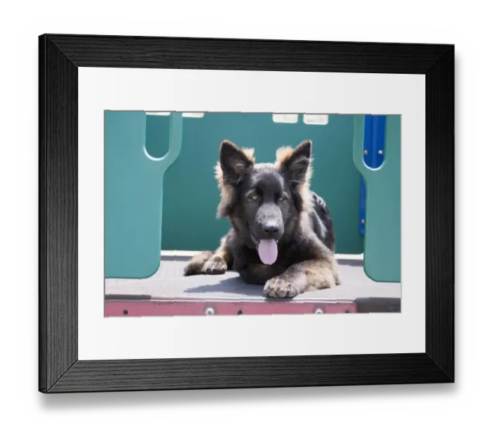 Framed Print : German Shepherd puppy (PR)