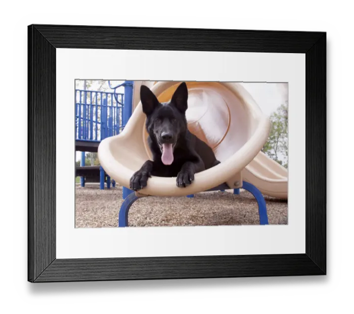Framed Print : German Shepherd puppy (PR)