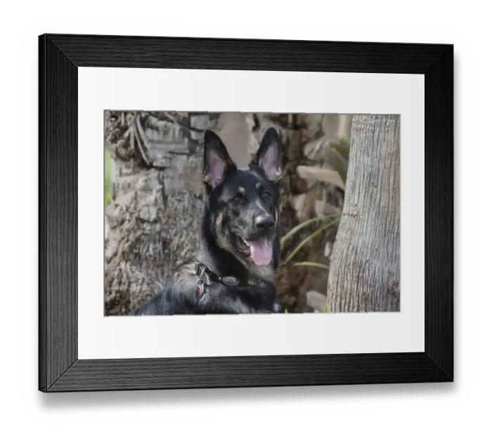 Framed Print : German Shepherd (PR)