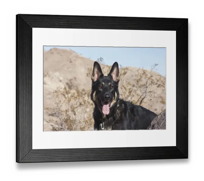 Framed Print : German Shepherd (PR) Framed Print : German Shepherd (PR)