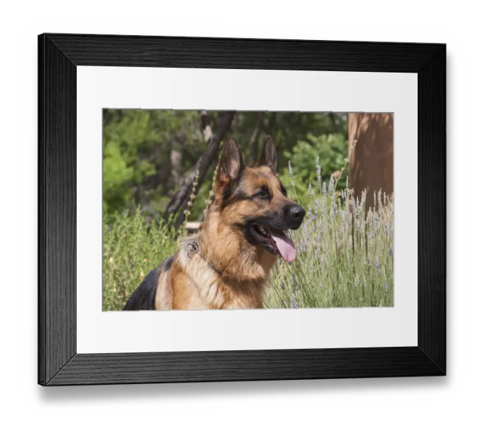 Framed Print : German Shepherd (PR) Framed Print : German Shepherd (PR)