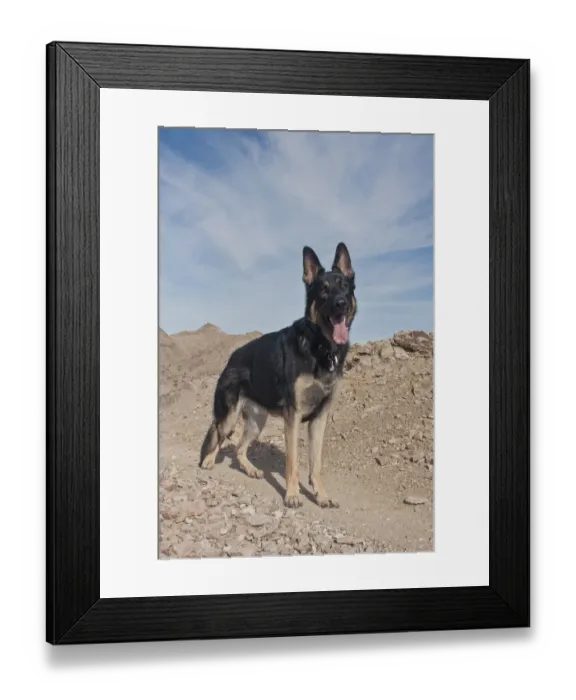 Framed Print : German Shepherd (PR)