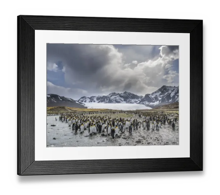 Framed Print : King Penguin (Aptenodytes patagonicus) rookery in St. Andrews Bay. Adults molting