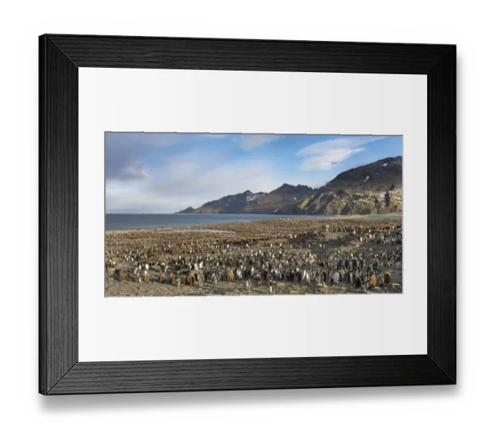 Framed Print : King Penguin (Aptenodytes patagonicus) rookery in St. Andrews Bay. South Georgia Island Framed Print : King Penguin (Aptenodytes patagonicus) rookery in St. Andrews Bay. South Georgia Island
