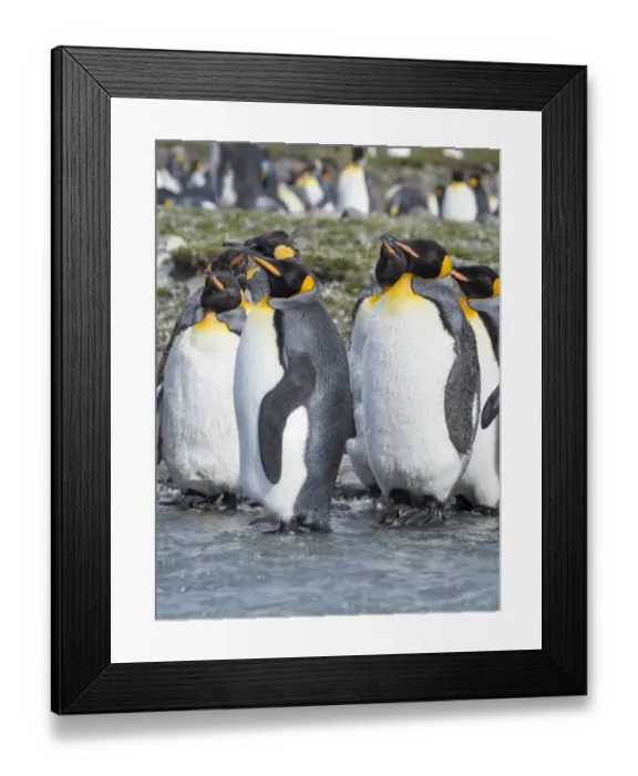 Framed Print : King Penguin (Aptenodytes patagonicus) rookery in St. Andrews Bay. Adults molting Framed Print : King Penguin (Aptenodytes patagonicus) rookery in St. Andrews Bay. Adults molting
