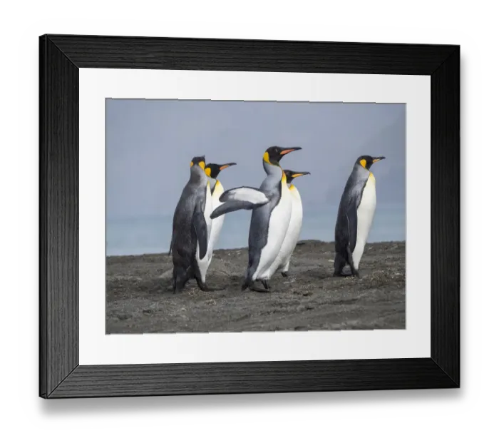 Framed Print : King Penguin (Aptenodytes patagonicus) rookery in St