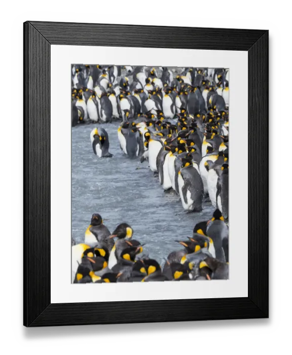 Framed Print : King Penguin (Aptenodytes patagonicus) rookery in St. Andrews Bay. Adults molting Framed Print : King Penguin (Aptenodytes patagonicus) rookery in St. Andrews Bay. Adults molting