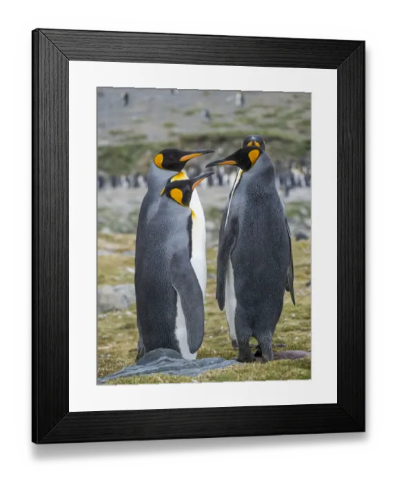 Framed Print : King Penguin (Aptenodytes patagonicus) rookery in St. Andrews Bay. Courtship behavior
