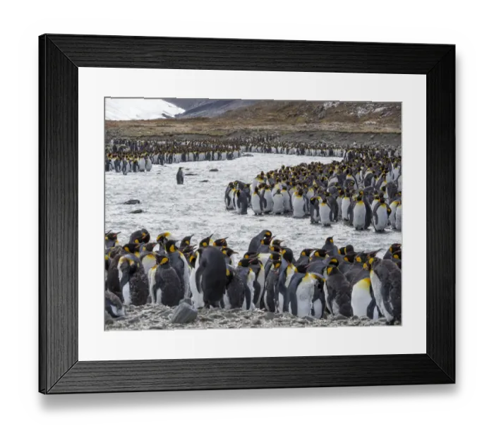 Framed Print : King Penguin (Aptenodytes patagonicus) rookery in St. Andrews Bay. Adults molting Framed Print : King Penguin (Aptenodytes patagonicus) rookery in St. Andrews Bay. Adults molting