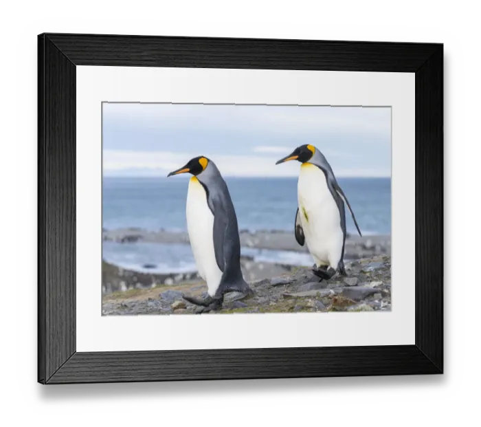 Framed Print : King Penguin (Aptenodytes patagonicus) rookery in St. Andrews Bay. Courtship behavior Framed Print : King Penguin (Aptenodytes patagonicus) rookery in St. Andrews Bay. Courtship behavior