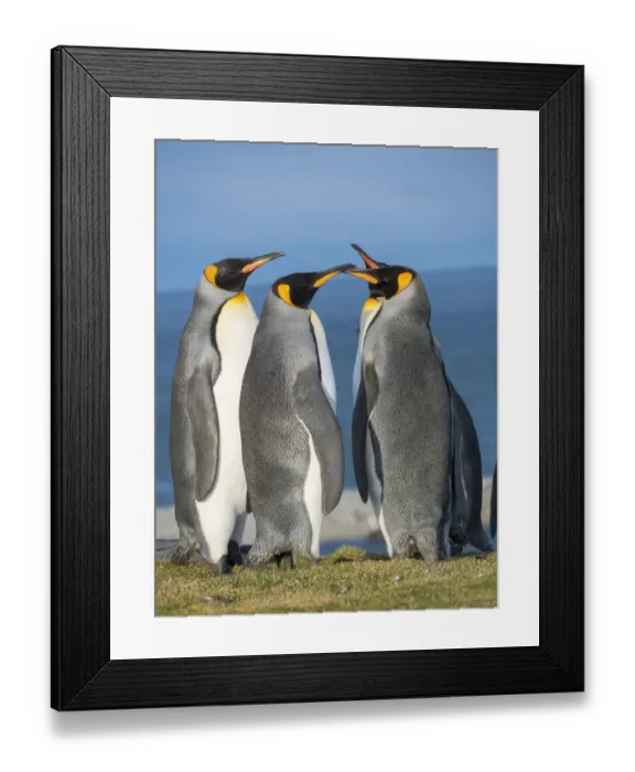 Framed Print : King Penguin (Aptenodytes patagonicus) rookery in St. Andrews Bay. Courtship behavior