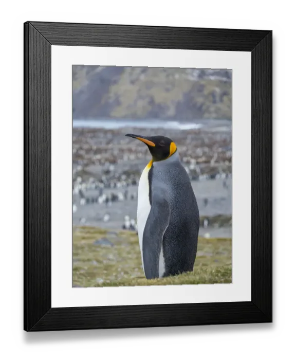 Framed Print : King Penguin (Aptenodytes patagonicus) rookery in St. Andrews Bay. South Georgia Island