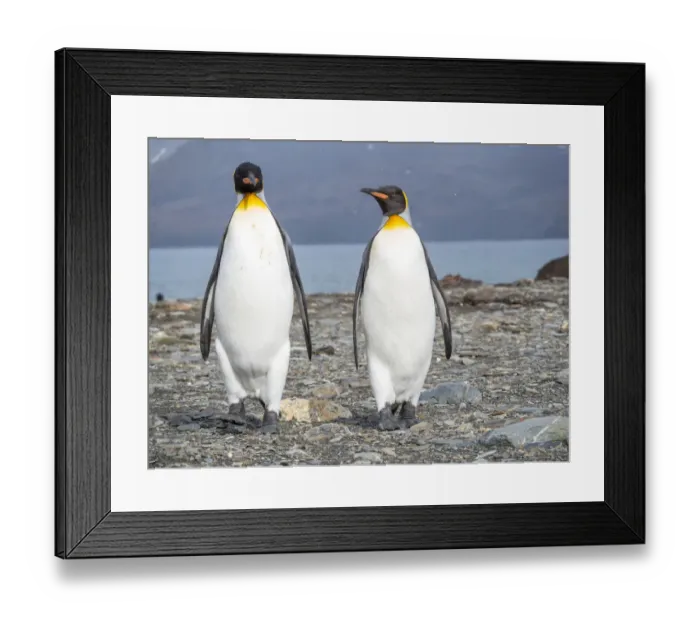 Framed Print : King Penguin (Aptenodytes patagonicus) rookery in St. Andrews Bay. South Georgia Island Framed Print : King Penguin (Aptenodytes patagonicus) rookery in St. Andrews Bay. South Georgia Island