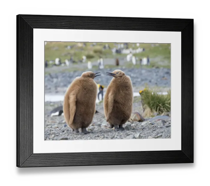 Framed Print : King Penguin (Aptenodytes patagonicus) rookery in Fortuna Bay. Chick in typical brown plumage Framed Print : King Penguin (Aptenodytes patagonicus) rookery in Fortuna Bay. Chick in typical brown plumage