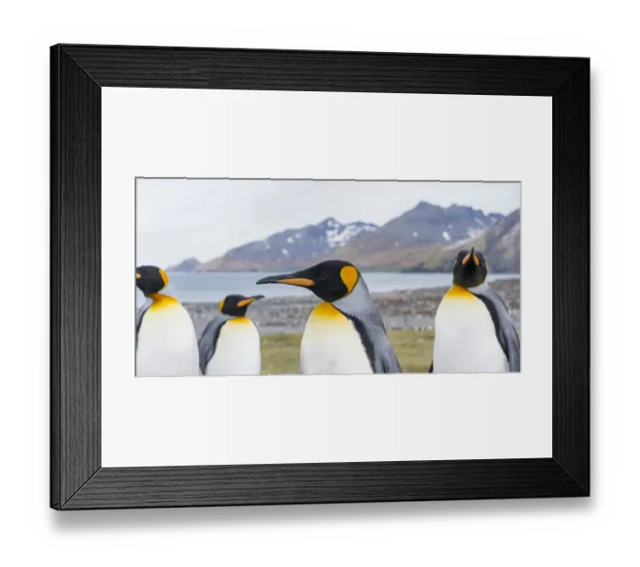 Framed Print : King Penguin (Aptenodytes patagonicus) rookery in St. Andrews Bay. Courtship behavior Framed Print : King Penguin (Aptenodytes patagonicus) rookery in St. Andrews Bay. Courtship behavior