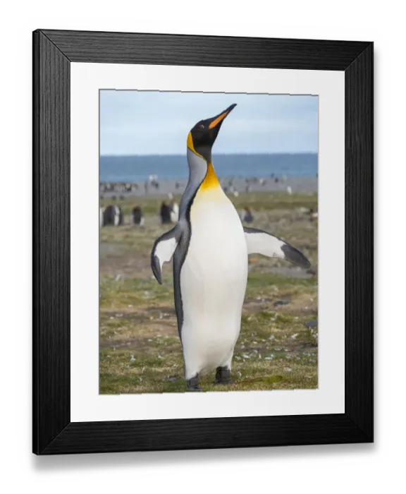 Framed Print : King Penguin (Aptenodytes patagonicus) rookery in St. Andrews Bay. South Georgia Island Framed Print : King Penguin (Aptenodytes patagonicus) rookery in St. Andrews Bay. South Georgia Island