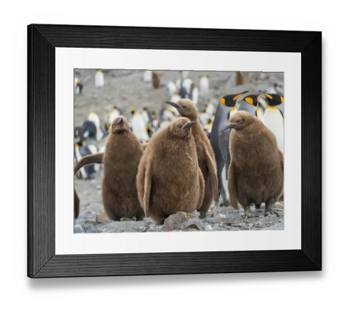 Framed Print : King Penguin (Aptenodytes patagonicus) rookery in St Framed Print : King Penguin (Aptenodytes patagonicus) rookery in St