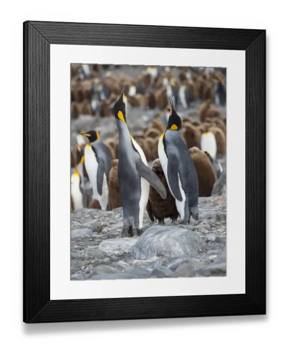 Framed Print : King Penguin (Aptenodytes patagonicus) rookery in St. Andrews Bay. Feeding behavior Framed Print : King Penguin (Aptenodytes patagonicus) rookery in St. Andrews Bay. Feeding behavior