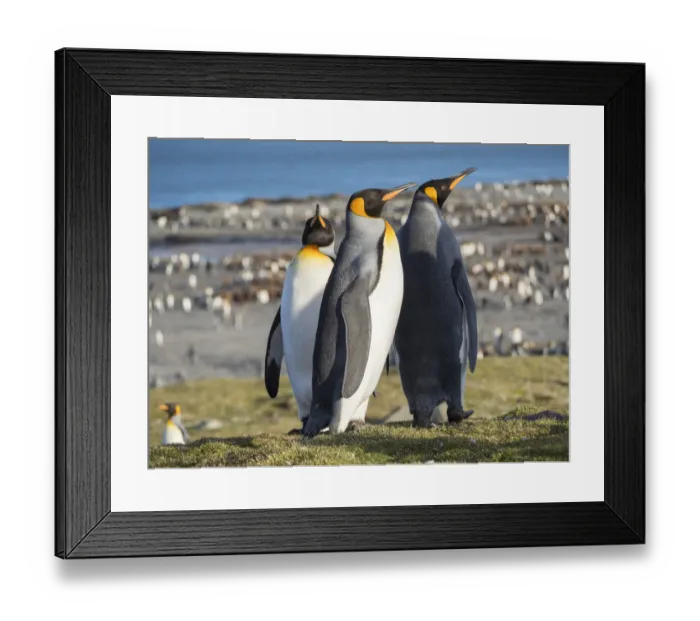 Framed Print : King Penguin (Aptenodytes patagonicus) rookery in St. Andrews Bay. Courtship behavior