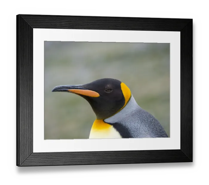 Framed Print : King Penguin (Aptenodytes patagonicus) rookery in St. Andrews Bay. South Georgia Island