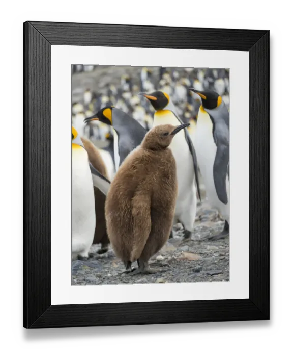 Framed Print : King Penguin (Aptenodytes patagonicus) rookery in St Framed Print : King Penguin (Aptenodytes patagonicus) rookery in St