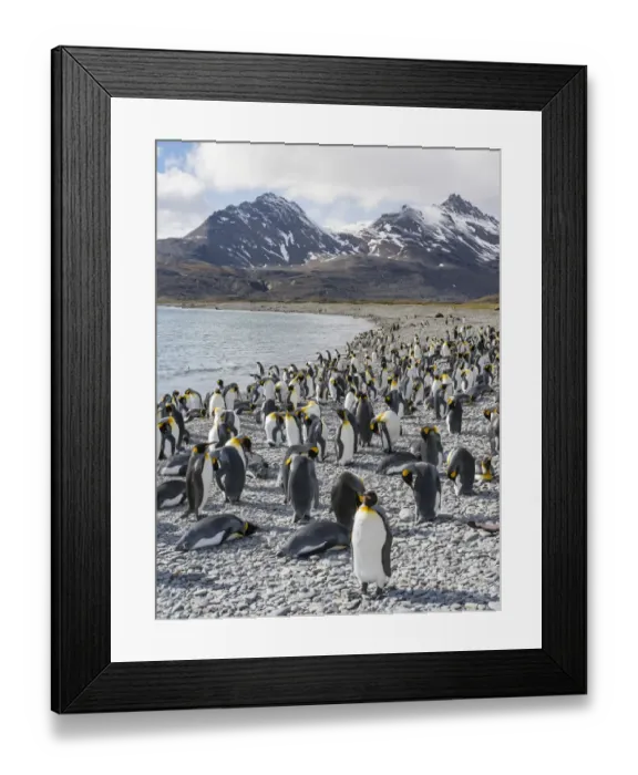 Framed Print : King Penguin (Aptenodytes patagonicus) rookery in Fortuna Bay. South Georgia Island