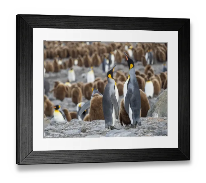 Framed Print : King Penguin (Aptenodytes patagonicus) rookery in St. Andrews Bay. Feeding behavior
