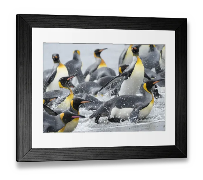 Framed Print : King Penguin (Aptenodytes patagonicus) rookery on Salisbury Plain in the Bay of Isles Framed Print : King Penguin (Aptenodytes patagonicus) rookery on Salisbury Plain in the Bay of Isles