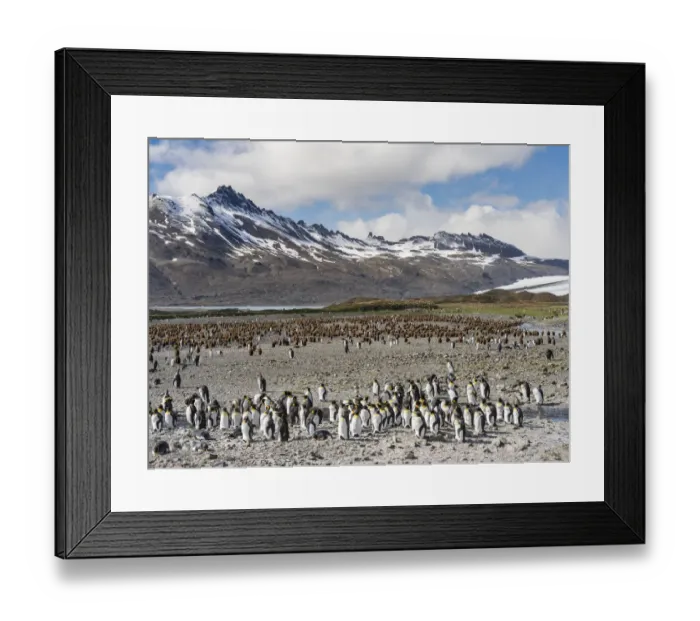 Framed Print : King Penguin (Aptenodytes patagonicus) rookery in Fortuna Bay. South Georgia Island