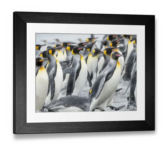 Framed Print : King Penguin (Aptenodytes patagonicus) rookery on Salisbury Plain in the Bay of Isles