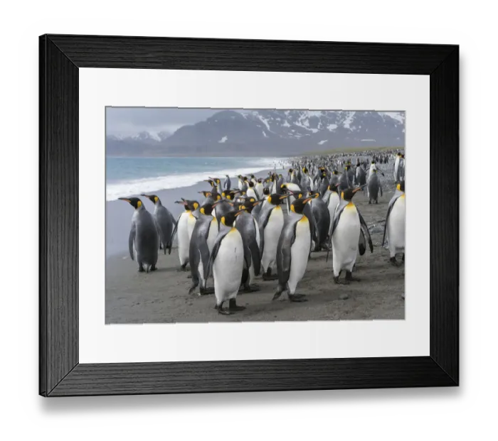 Framed Print : King Penguin (Aptenodytes patagonicus) rookery on Salisbury Plain in the Bay of Isles Framed Print : King Penguin (Aptenodytes patagonicus) rookery on Salisbury Plain in the Bay of Isles