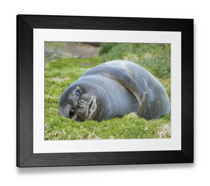 Framed Print : Southern elephant seal (Mirounga leonina), weaned pup on beach. South Georgia Island