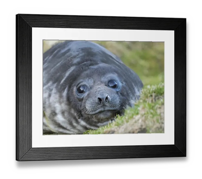 Framed Print : Southern elephant seal (Mirounga leonina), weaned pup on beach. South Georgia Island Framed Print : Southern elephant seal (Mirounga leonina), weaned pup on beach. South Georgia Island