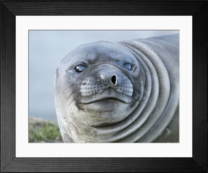 Framed Print : Southern elephant seal (Mirounga leonina), weaned pup on beach. South Georgia Island Framed Print : Southern elephant seal (Mirounga leonina), weaned pup on beach. South Georgia Island