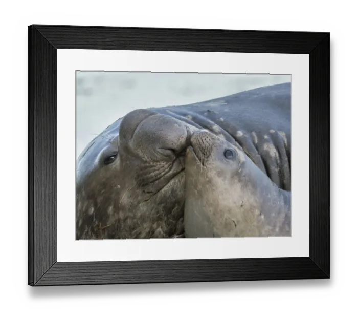 Framed Print : Southern elephant seal (Mirounga leonina), bull and female on beach. South Georgia Island Framed Print : Southern elephant seal (Mirounga leonina), bull and female on beach. South Georgia Island