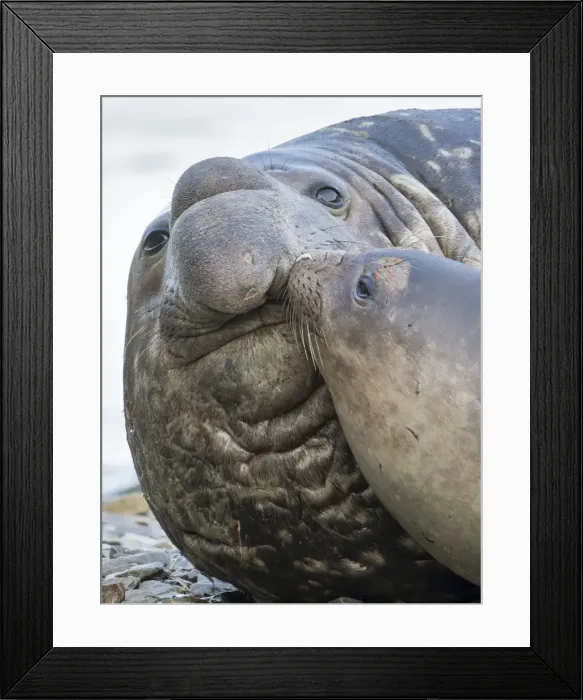 Framed Print : Southern elephant seal (Mirounga leonina), bull and female on beach. South Georgia Island Framed Print : Southern elephant seal (Mirounga leonina), bull and female on beach. South Georgia Island