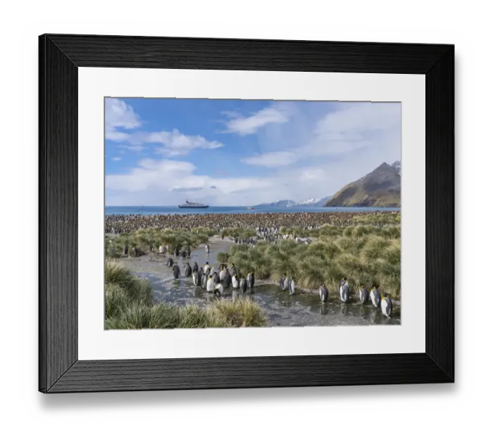 Framed Print : King Penguin (Aptenodytes patagonicus) rookery in Gold Harbour Framed Print : King Penguin (Aptenodytes patagonicus) rookery in Gold Harbour